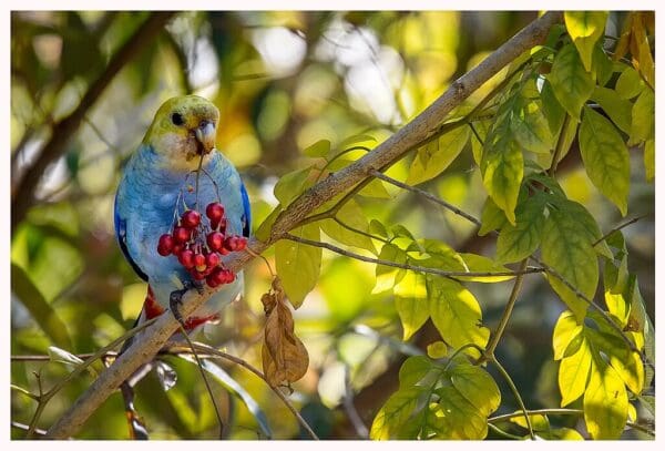A wild Pale-headed Rosella feeds on berries