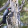 © Jim Bendon from Karratha, Australia, CC BY-SA 2.0 via Wikimedia Commons A wild Palm Cockatoo perches on a tree trunk