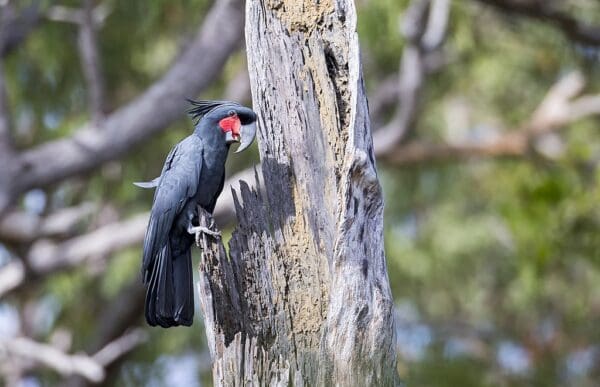 A wild Palm Cockatoo perches on a tree trunk