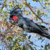 © Brian McCauley CC BY-NC 2.0 via Flickr A wild Palm Cockatoo perches in a tree