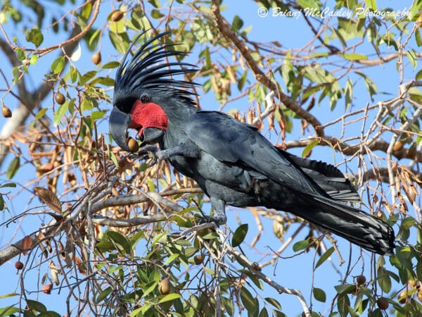 A wild Palm Cockatoo perches in a tree