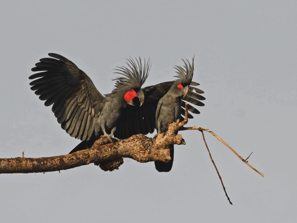 Wild Palm Cockatoos interact