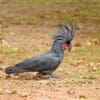 © garywwilson, CC BY 4.0 via Wikimedia Commons A wild Palm Cockatoo forages on the ground