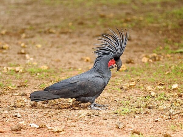 A wild Palm Cockatoo forages on the ground