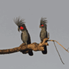 © Neil Bowman via Getty Images Wild Palm Cockatoos perch on a limb