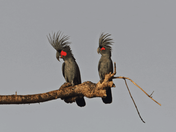 Wild Palm Cockatoos perch on a limb