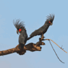 © Neil Bowman via Getty Images Wild Palm Cockatoos perch on a limb