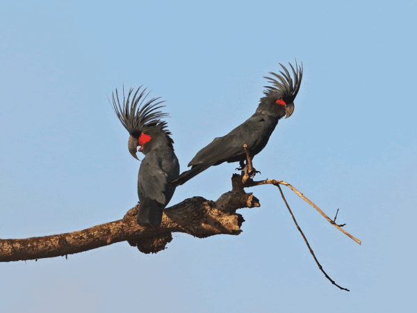 Wild Palm Cockatoos perch on a limb