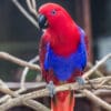 A female Papuan Eclectus perches on a branch