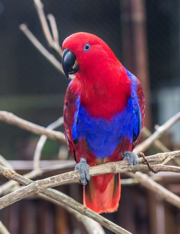 A female Papuan Eclectus perches on a branch