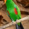 A male Papuan Eclectus perches on a branch