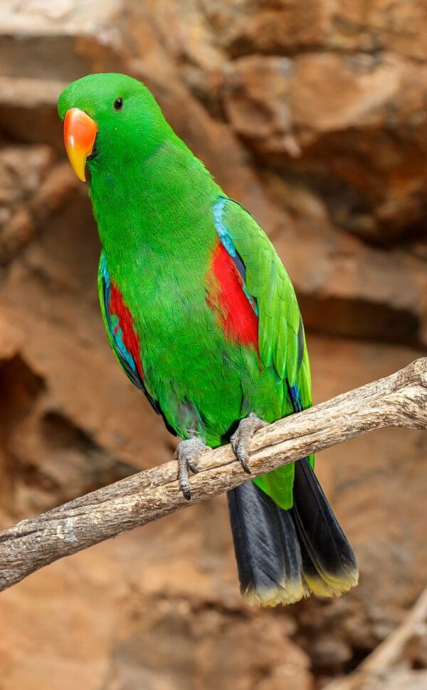 A male Papuan Eclectus perches on a branch