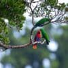 Wild Papuan Eclectus, one female and two males, perch in a tree