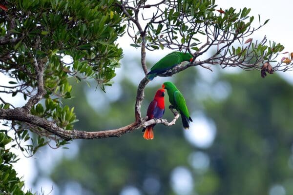 Wild Papuan Eclectus, one female and two males, perch in a tree