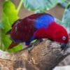 A female Papuan Eclectus perches on a stump