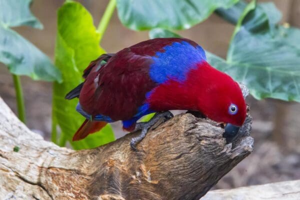 A female Papuan Eclectus perches on a stump