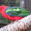 A Papuan King Parrot perches on a branch