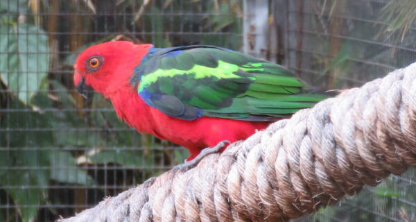 A Papuan King Parrot perches on a branch