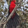 A wild Papuan King Parrot perches near an ecolodge