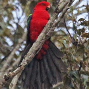 A wild Papuan King Parrot perches near an ecolodge