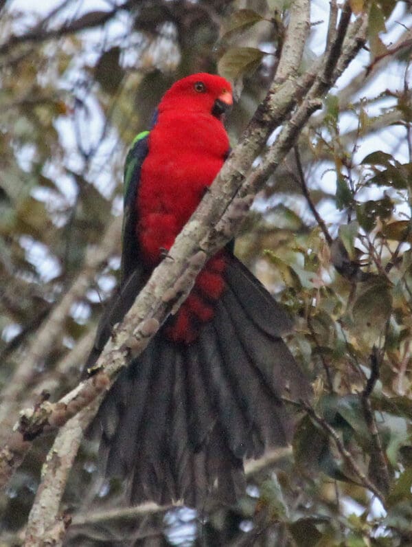 A wild Papuan King Parrot perches near an ecolodge