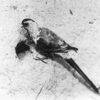 One of the last Paradise Parrots seen in Australia, 1920.