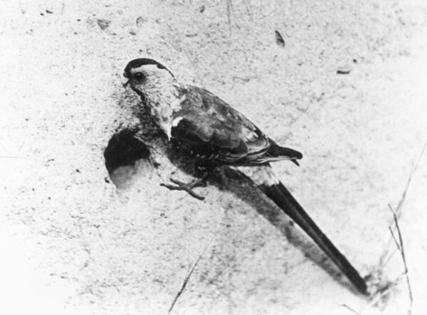 One of the last Paradise Parrots seen in Australia, 1920.