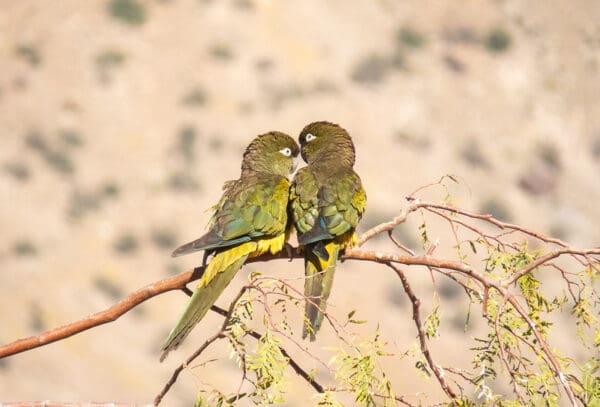 Wild Patagonian Conures