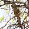 A wild Patagonian Conure perches in a tree