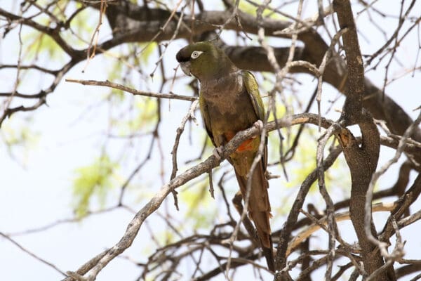 A wild Patagonian Conure perches in a tree