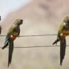 Wild Patagonian Conures perch on wire