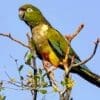 A wild Patagonian Conure perches in a tree