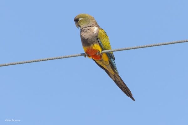 A wild Patagonian Conure perches on wire