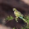 A wild Patagonian Conure, ssp andinus, perches in a tree