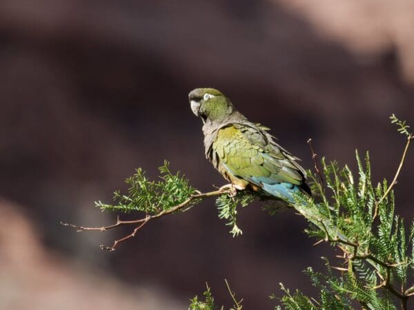 A wild Patagonian Conure, ssp andinus, perches in a tree