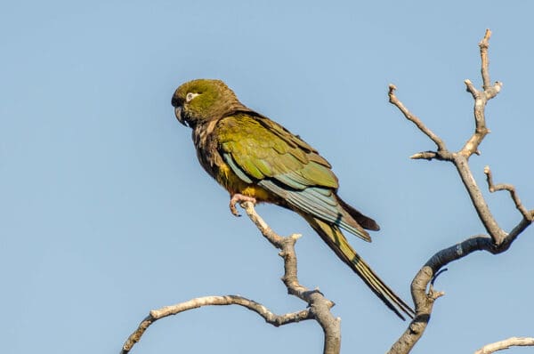 Wild Patagonian Conure