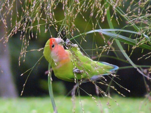 A feral Peach-faced Lovebird feeds on seeds in Chicago, USA
