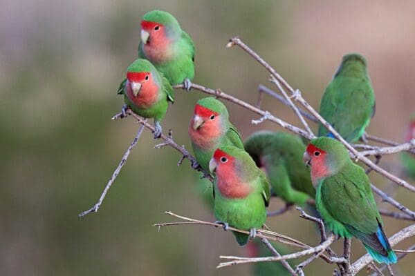 Wild Peach-faced Lovebirds perch in a tree