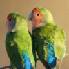 Wild Peach-faced Lovebirds perch close together on a branch