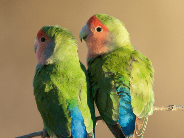 Wild Peach-faced Lovebirds perch close together on a branch
