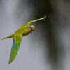 © Corey Raffel A wild Peach-fronted Conure in flight