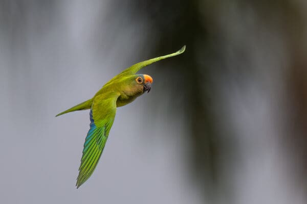A wild Peach-fronted Conure in flight
