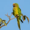 © Corey Raffel A wild Peach-fronted Conure perches in a tree