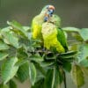 © Corey Raffel Wild Peach-fronted Conures perch atop a tree