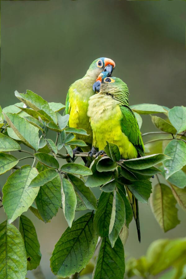 Wild Peach-fronted Conures perch atop a tree