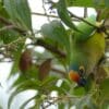 A wild Peach-fronted Conure forages in a tree