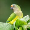 © Corey Raffel A wild Peach-fronted Conure perches in a tree