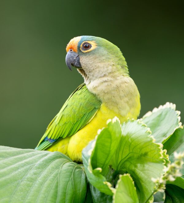 A wild Peach-fronted Conure perches in a tree