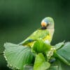 © Corey Raffel A wild Peach-fronted Conure preens itself