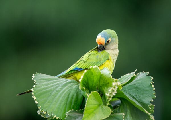A wild Peach-fronted Conure preens itself